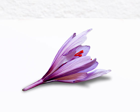 Safranblüte